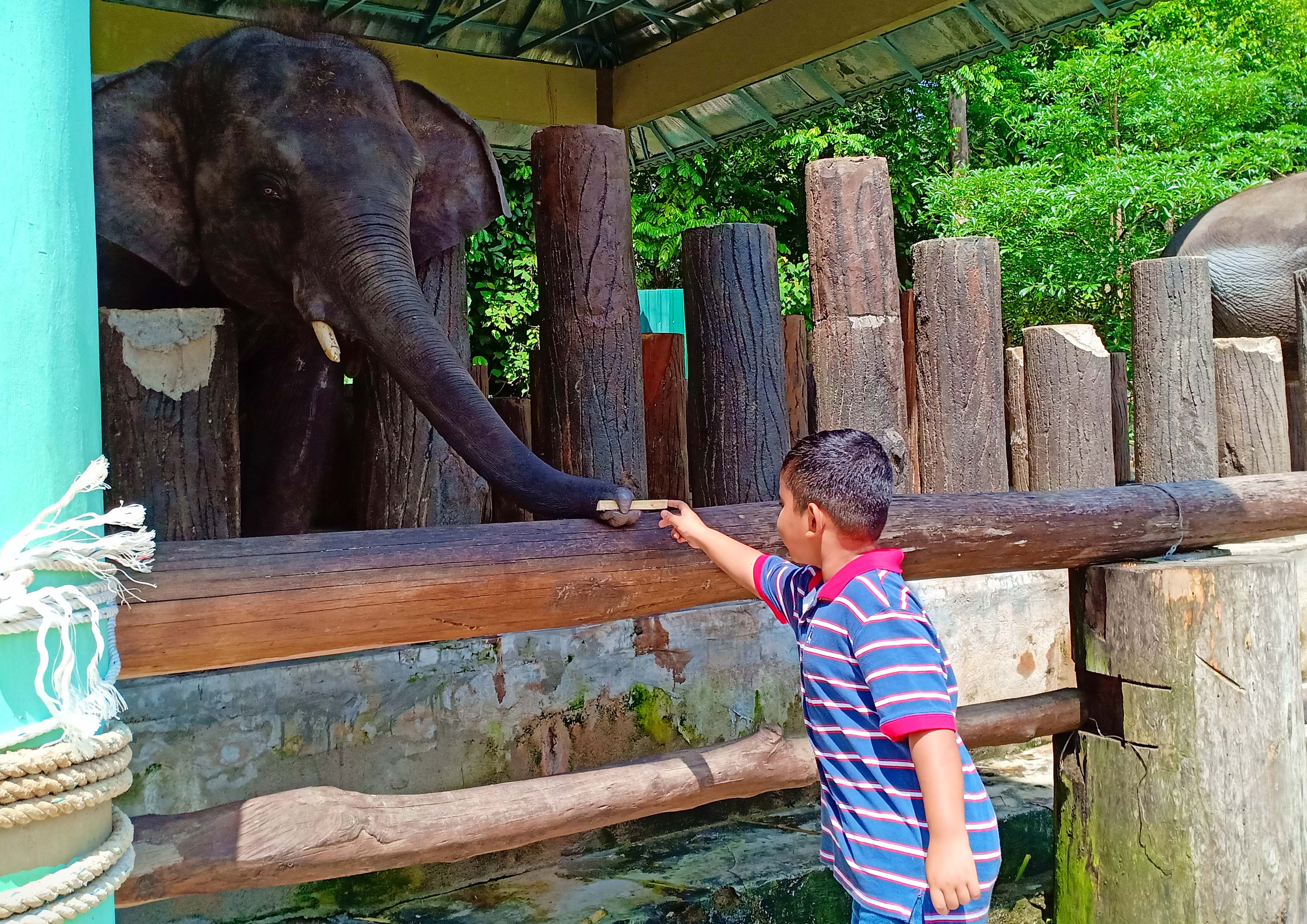 Percutian Menarik Pusat Konservasi Gajah Kebangsaan Kuala Gandah